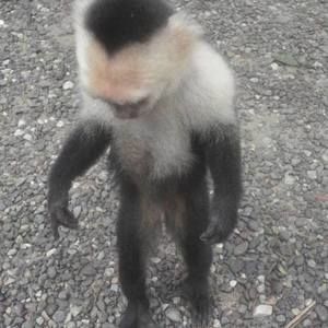 Meet your Posher, Nigel